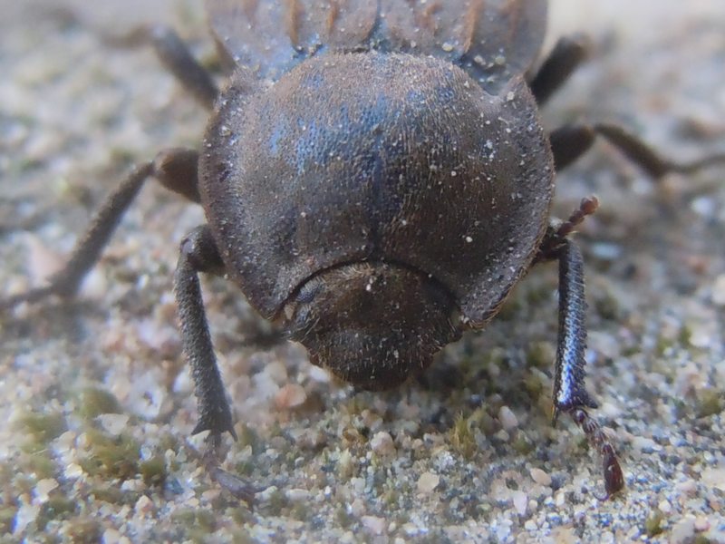 tenebrionide dalla Gallura: Asida sp.